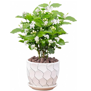 Amazon jasmine plant