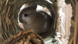 White bunny in a tunnel