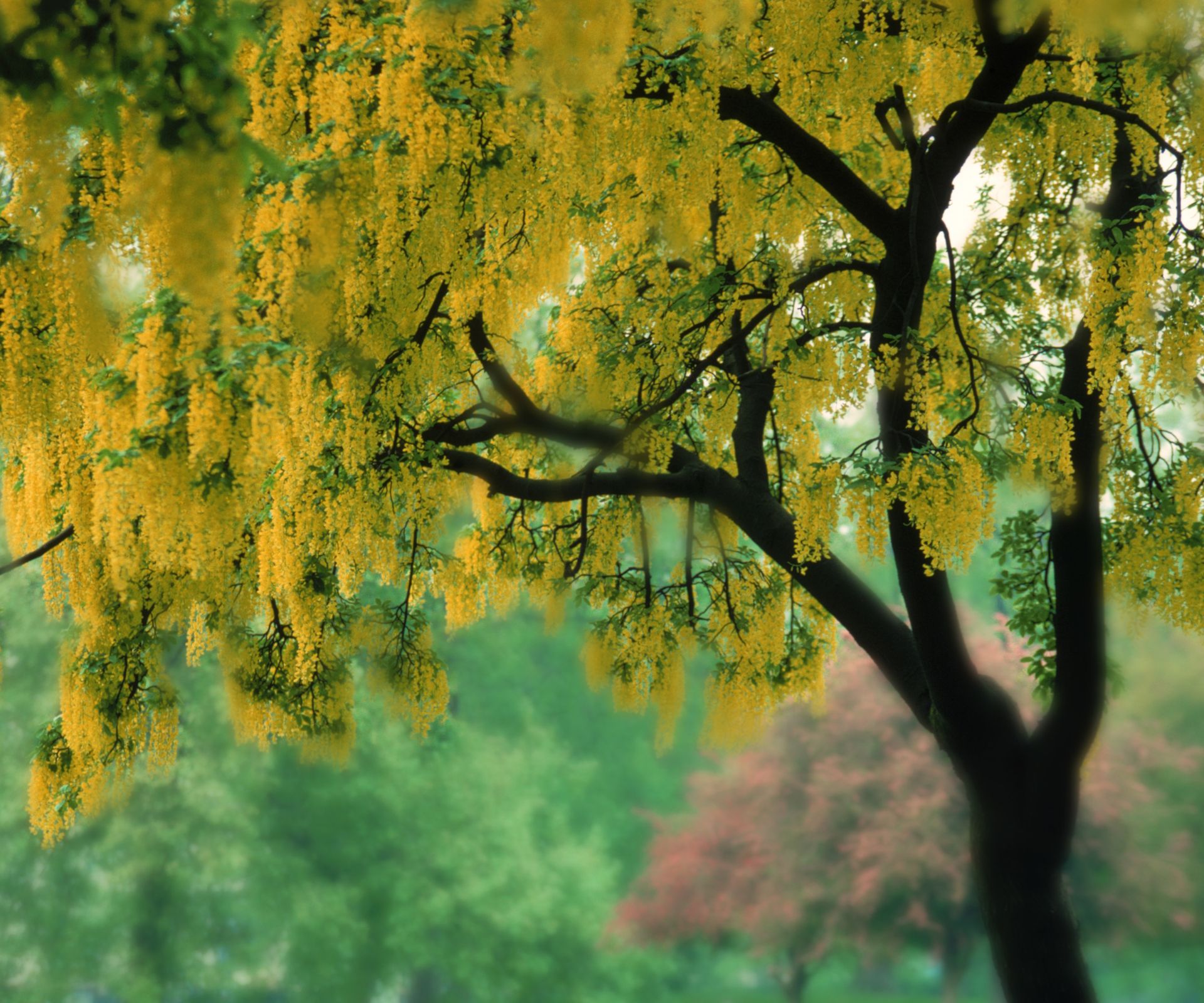 A flowering laburnum tree with bright yellow racemes