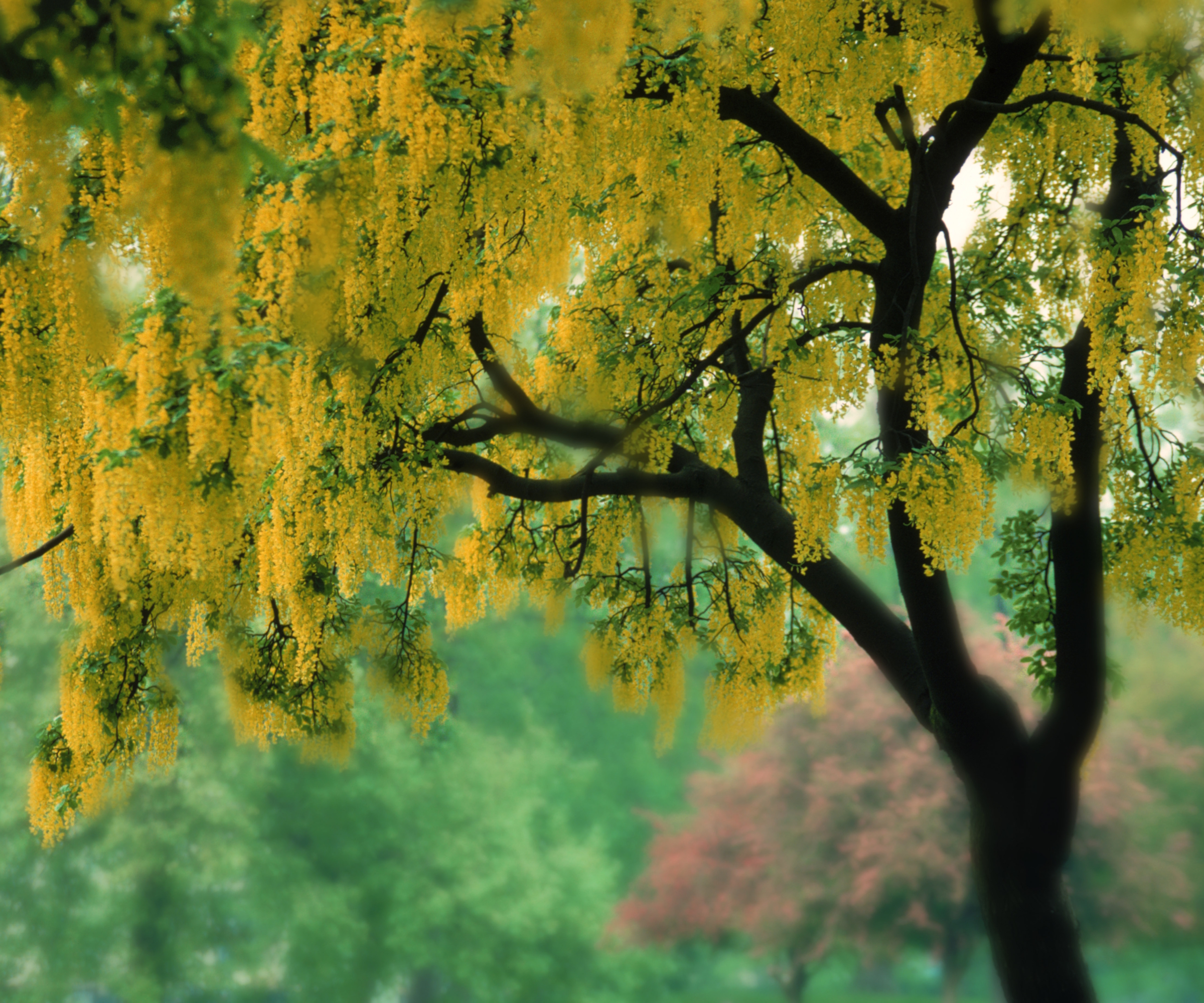 A flowering laburnum tree with bright yellow racemes