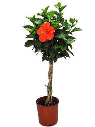 Braided Hibiscus Tree Live - Red President - Overall Height 38