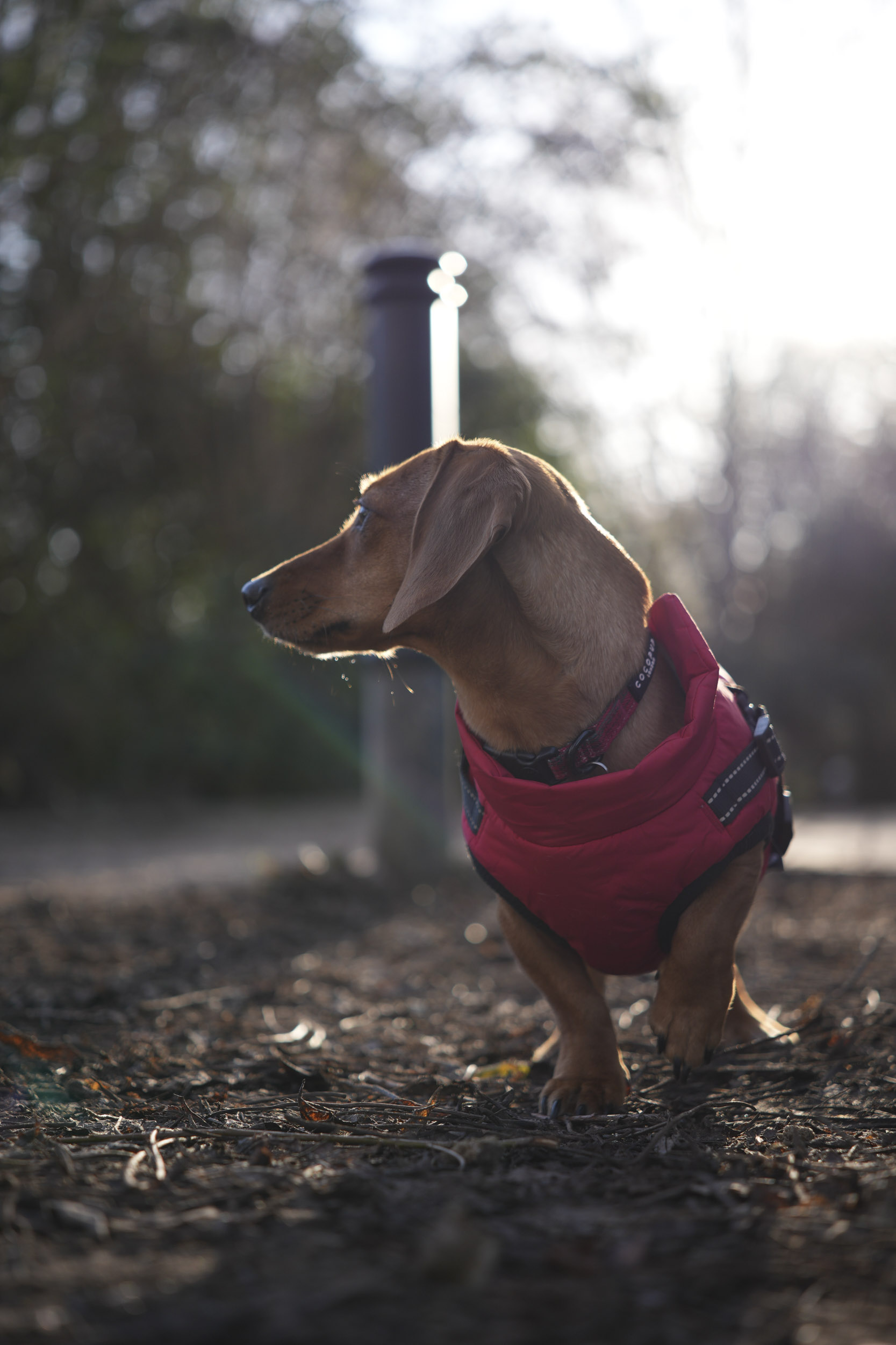 A test shot taken with the Sigma 17-40mm f1.8 DC Art lens to show blurry backgrounds when shooting at its wide f/1.8 aperture