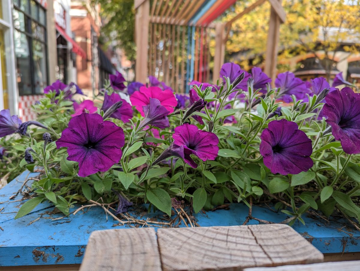 Google Pixel 7 Pro camera samples