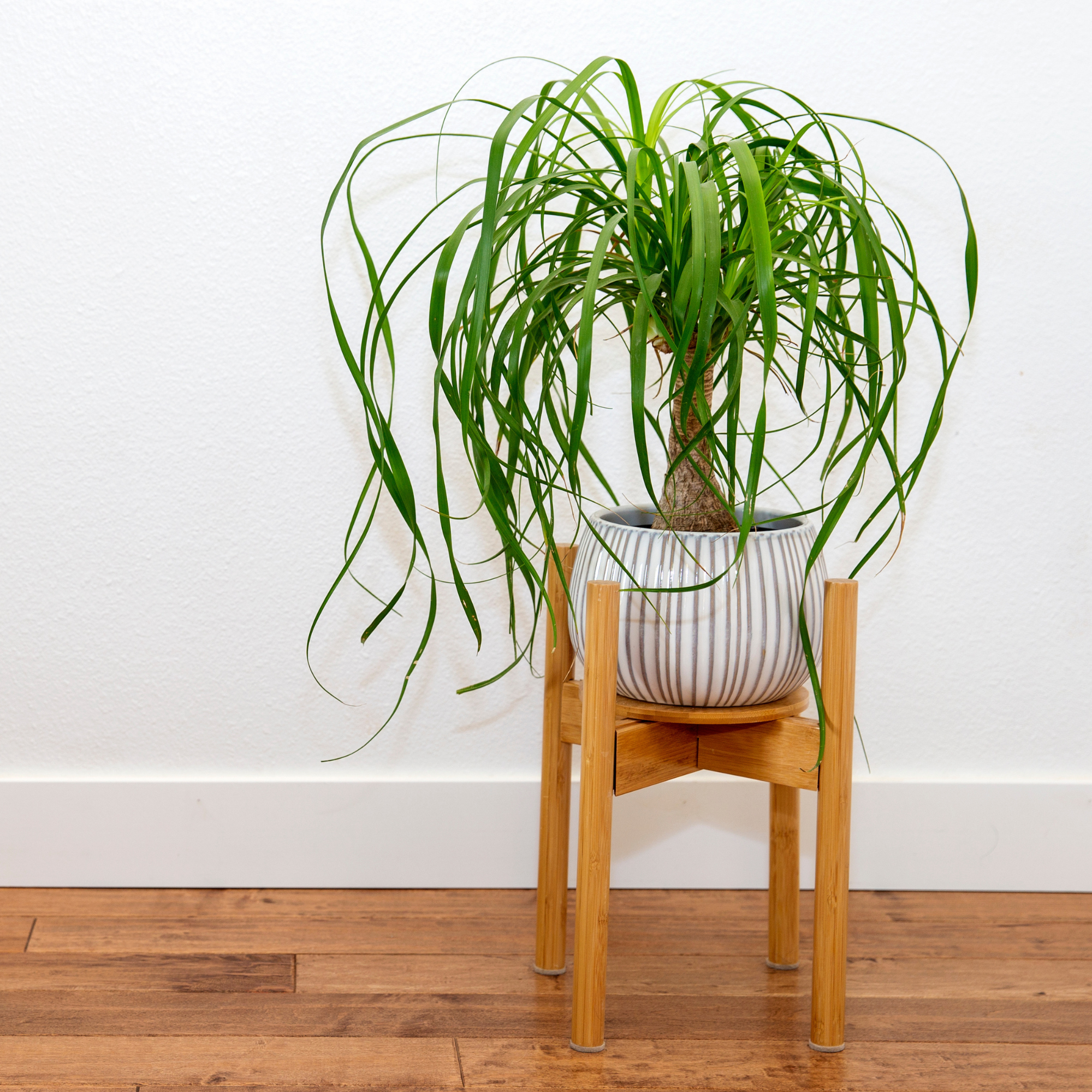 Ponytail palm plant in ceramic plant pot on wood stand.