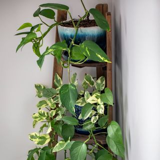 Climbing houseplants on ladder shelf