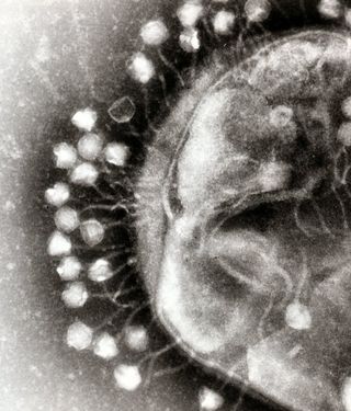 Phage at work injecting their genes into a bacterium.