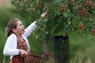 young girl fruit picking