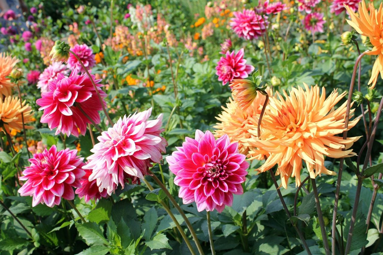 Dahlia Flower Garden