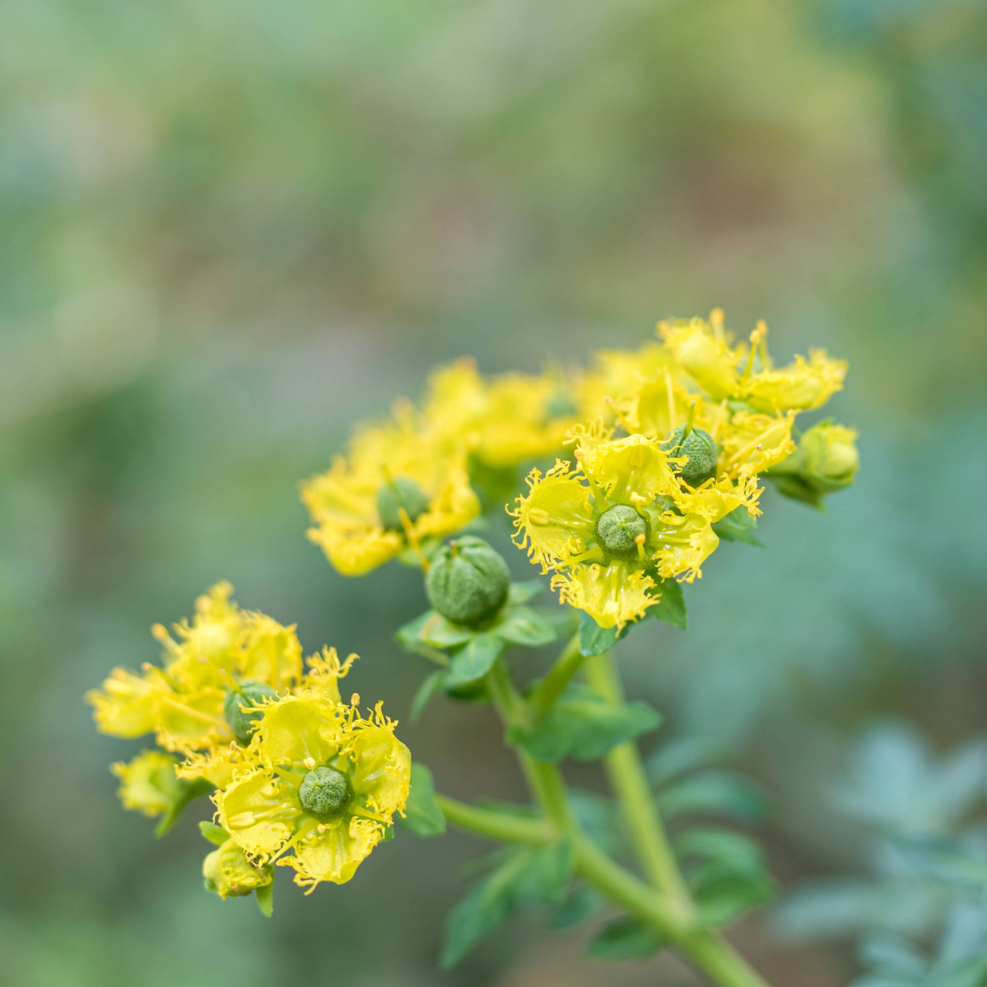 Blossoms of yellow common rue plant