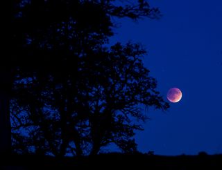 The 2015 "supermoon" eclipse appears between blue oaks in the new Berryessa-Snow Mountain National Monument, managed by the U.S. Bureau of Land Management.
