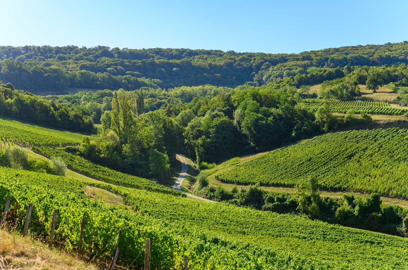 Vineyards in Jura, France.