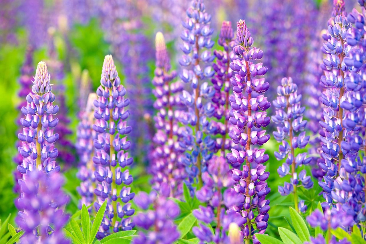 Purple Lupine Flowers