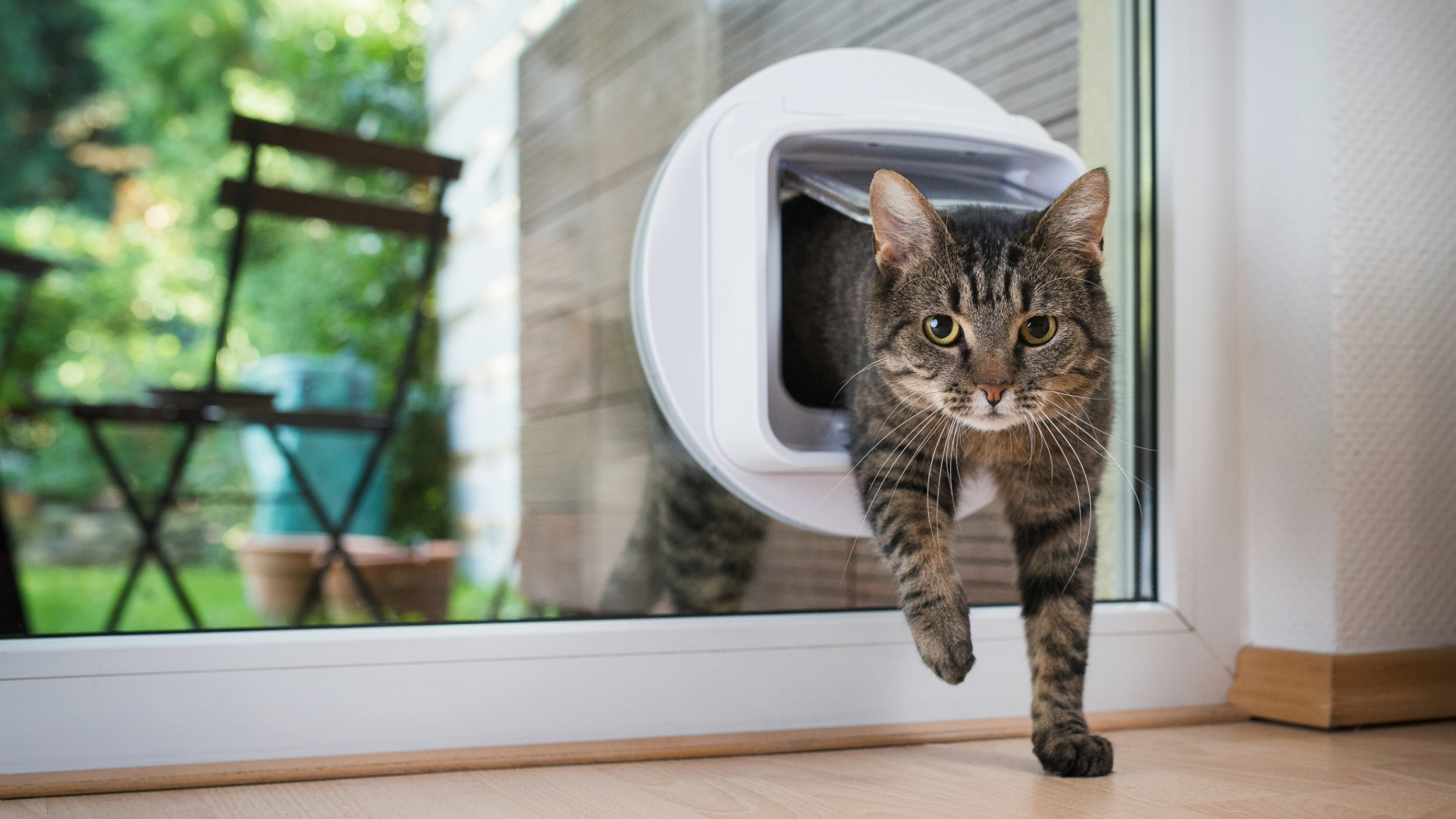 Cat walking through a cat flap attached in a window overlooking a garden