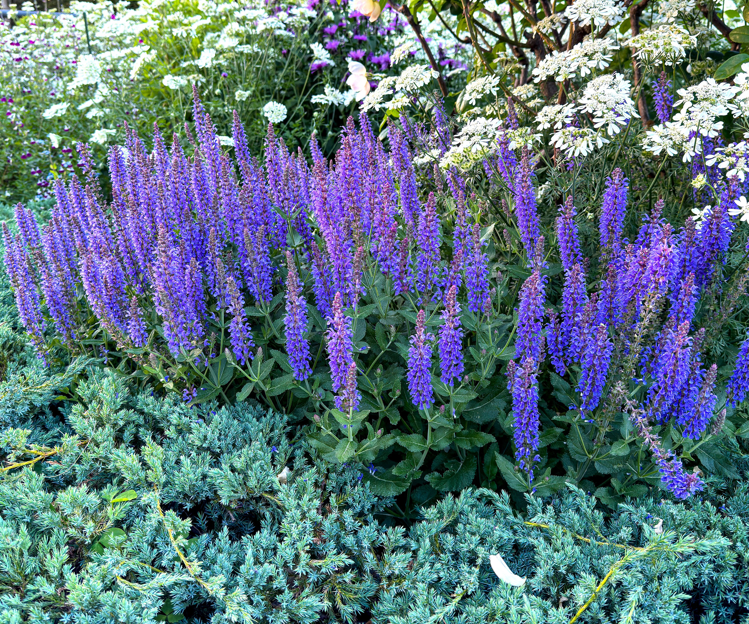 purple salvia plants growing in garden border with white flowers and evergreen underplanting