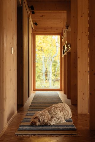 dog lies on rug in corridor inside hat house in sweden
