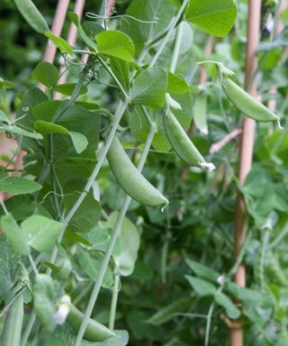 Green Beauty snow peas ready for harvesting