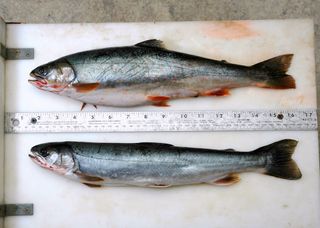 A Dolly Varden caught during salmon spawning season (top) weighs twice that of a Dolly Varden of the same length caught during the lean months.