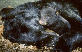 Hibernating bears