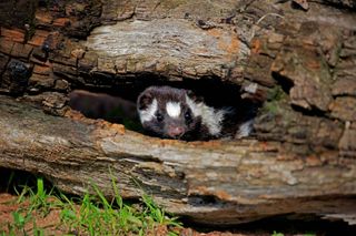 skunk in log