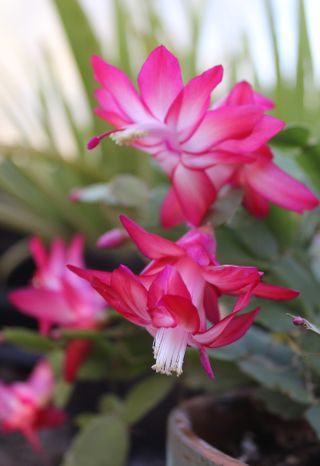 Vertical shot of a Christmas cactus with pink flowers