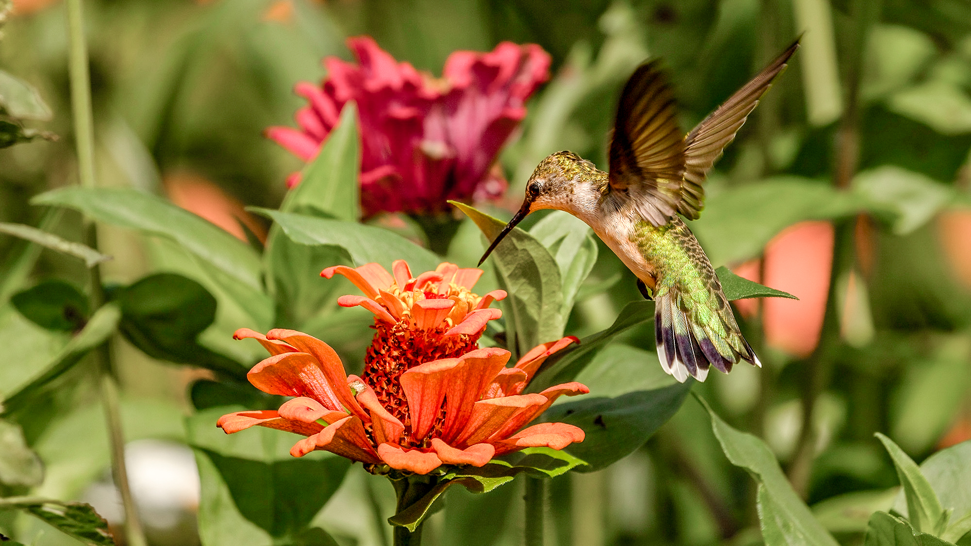 Mixed planting for hummingbird