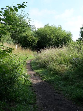 A path through a green field