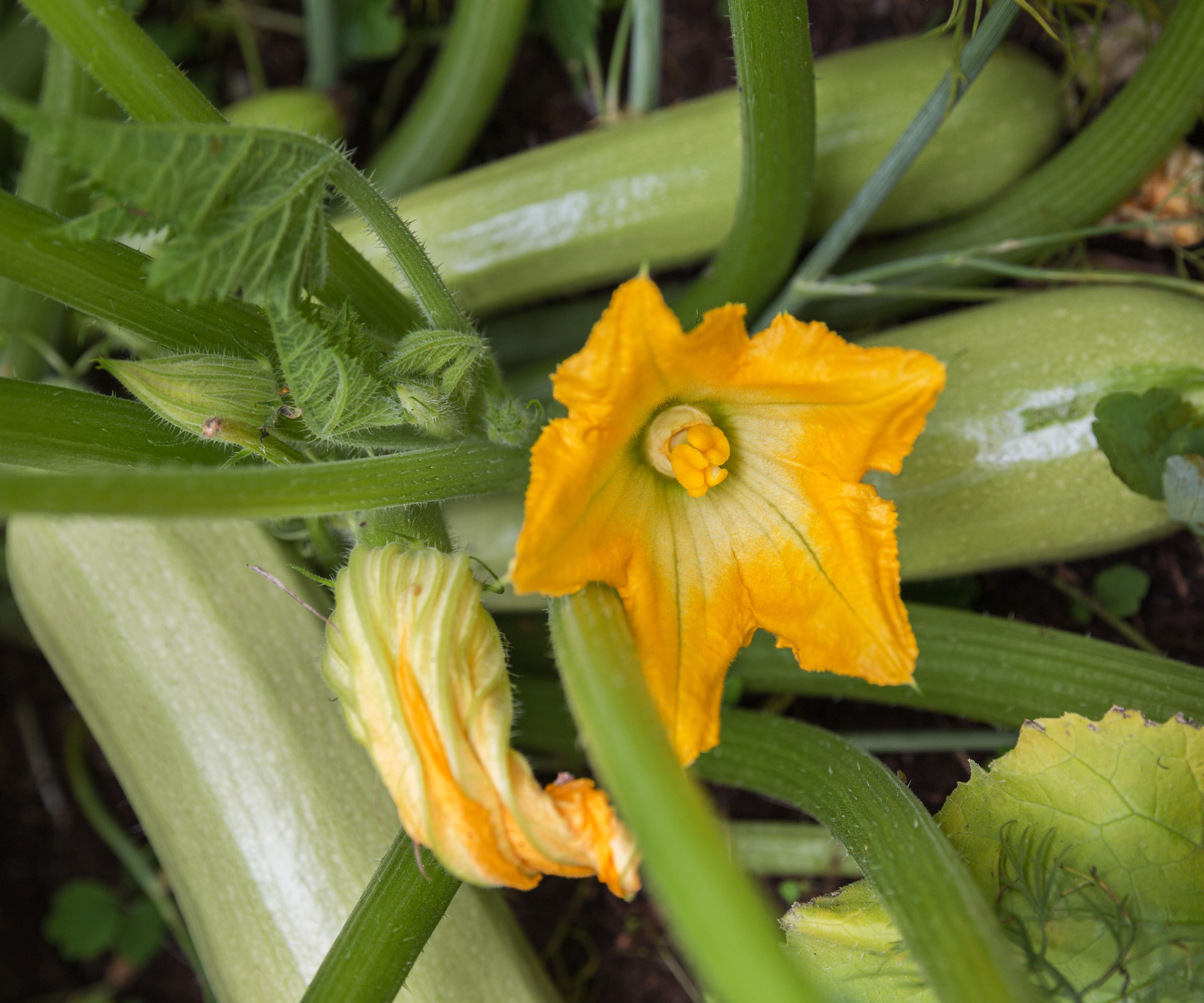 Zucchini Genovese courgettes and yellow courgette flowers growing