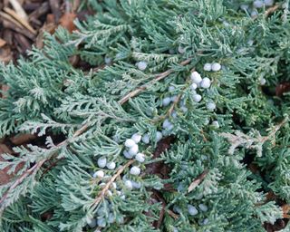 Creeping juniper Juniperus horizontalis