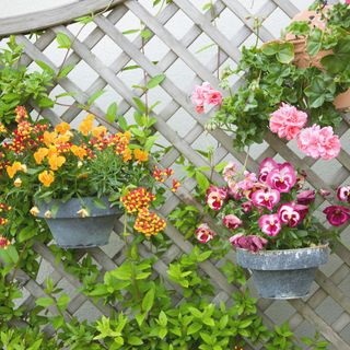 vertical gardening with flowers in pots attached to a trellis