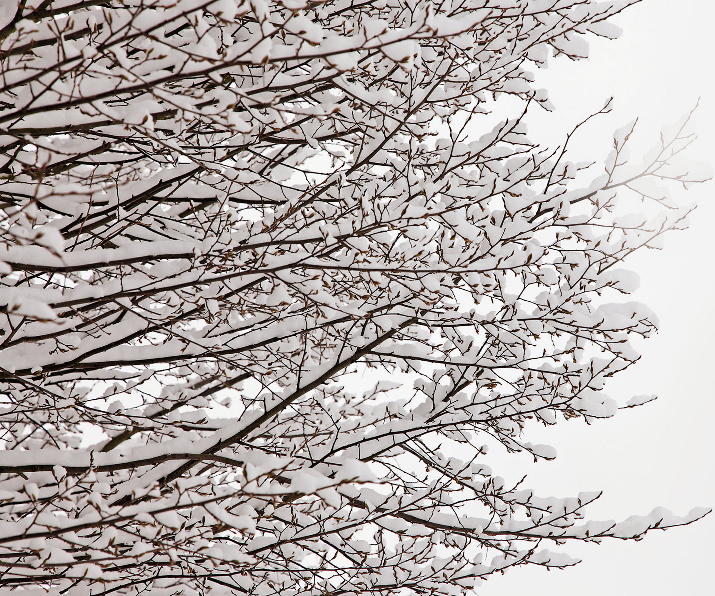Tree branches are covered in two inches of snow