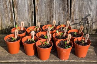 growing dahlias from seed in pots