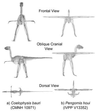 Scientists looked at the bird family by analyzing 3D computer models of 17 archosaurs spanning about 250 million years of evolution. Here, the digitized fossil skeletons and CT scan data from a basal dinosaur (a) and a basal bird (b) in different views, revealing how body proportions evolved.