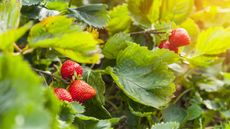 rip strawberry plants growing in a garden