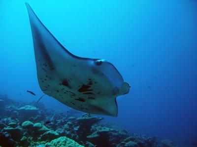 A manta ray