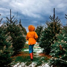 A child running through a Christmas tree farm