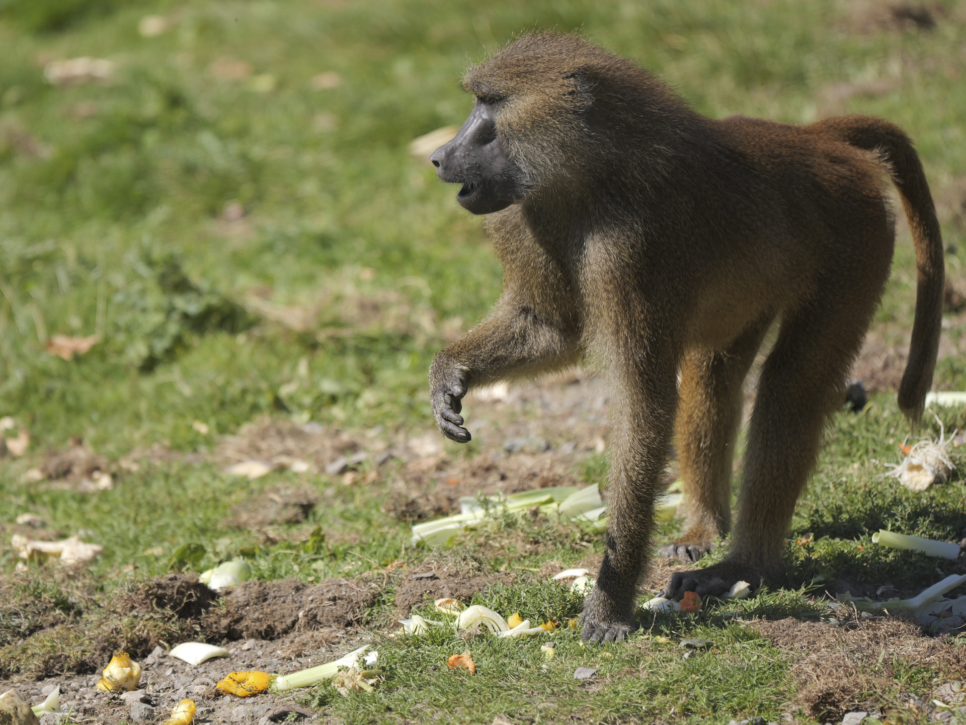 Baboon in bright sunlight, shot with Lumix G9 II and 200mm F2.8 lens