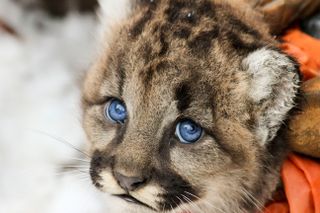 Mountain lion cub, super cats nature pbs