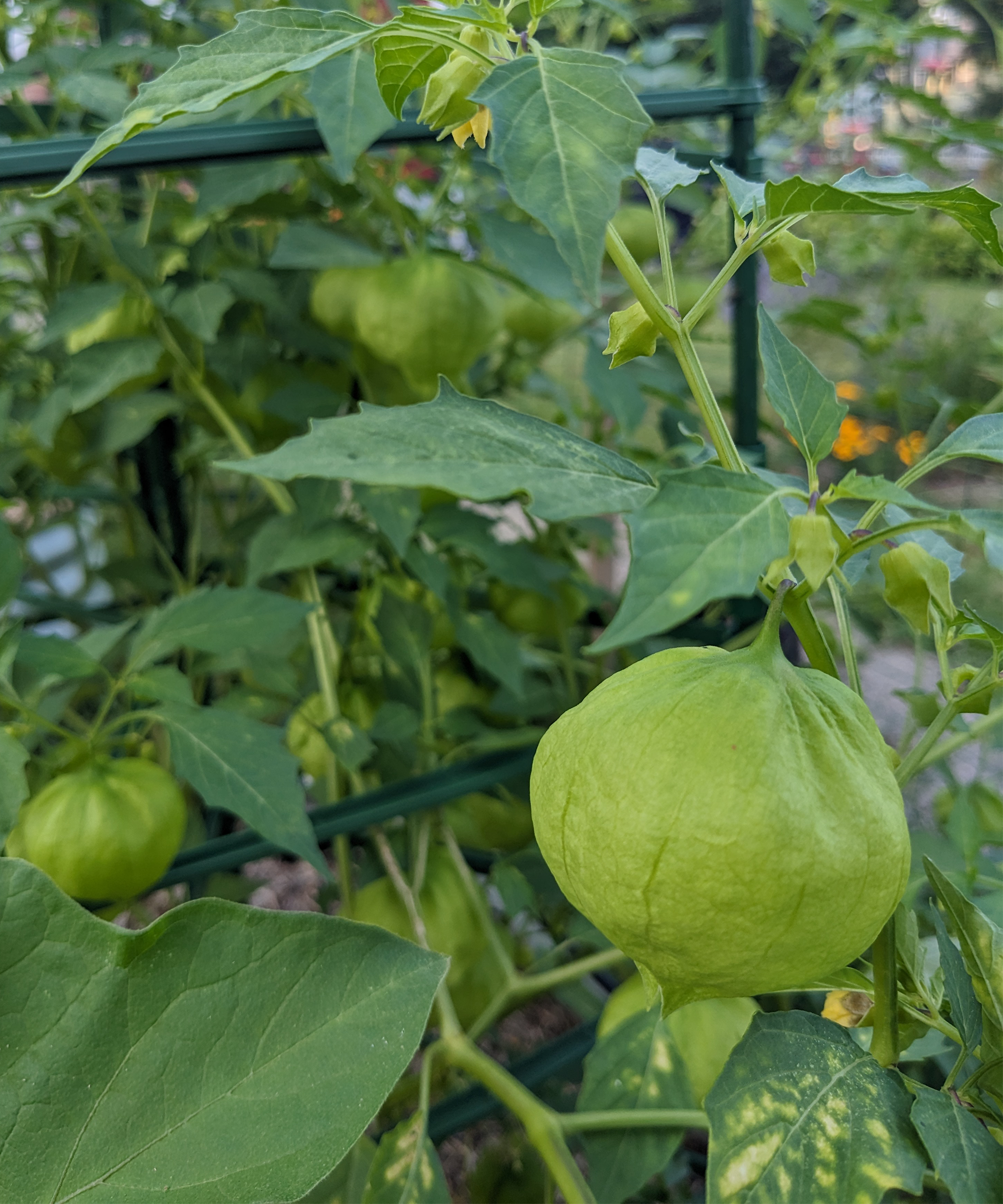 A tomatillo plant growing through a tomato cage