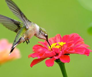 hummingbird on zinnia flower