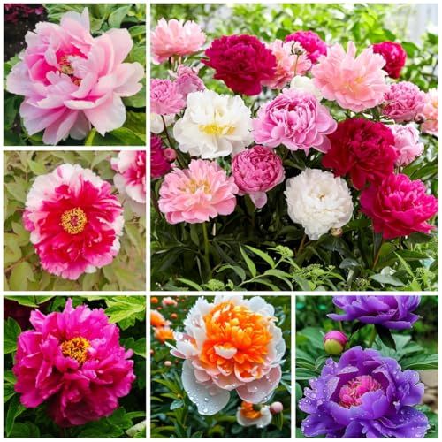 99 Peony Seeds, Mixed Colors