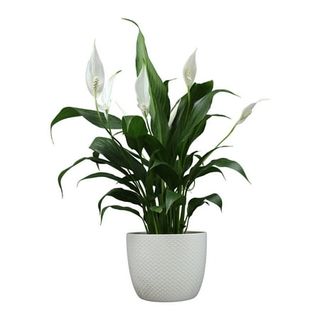 Peace Lily, Spathiphyllum in 6