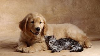 Retriever puppy with kitten