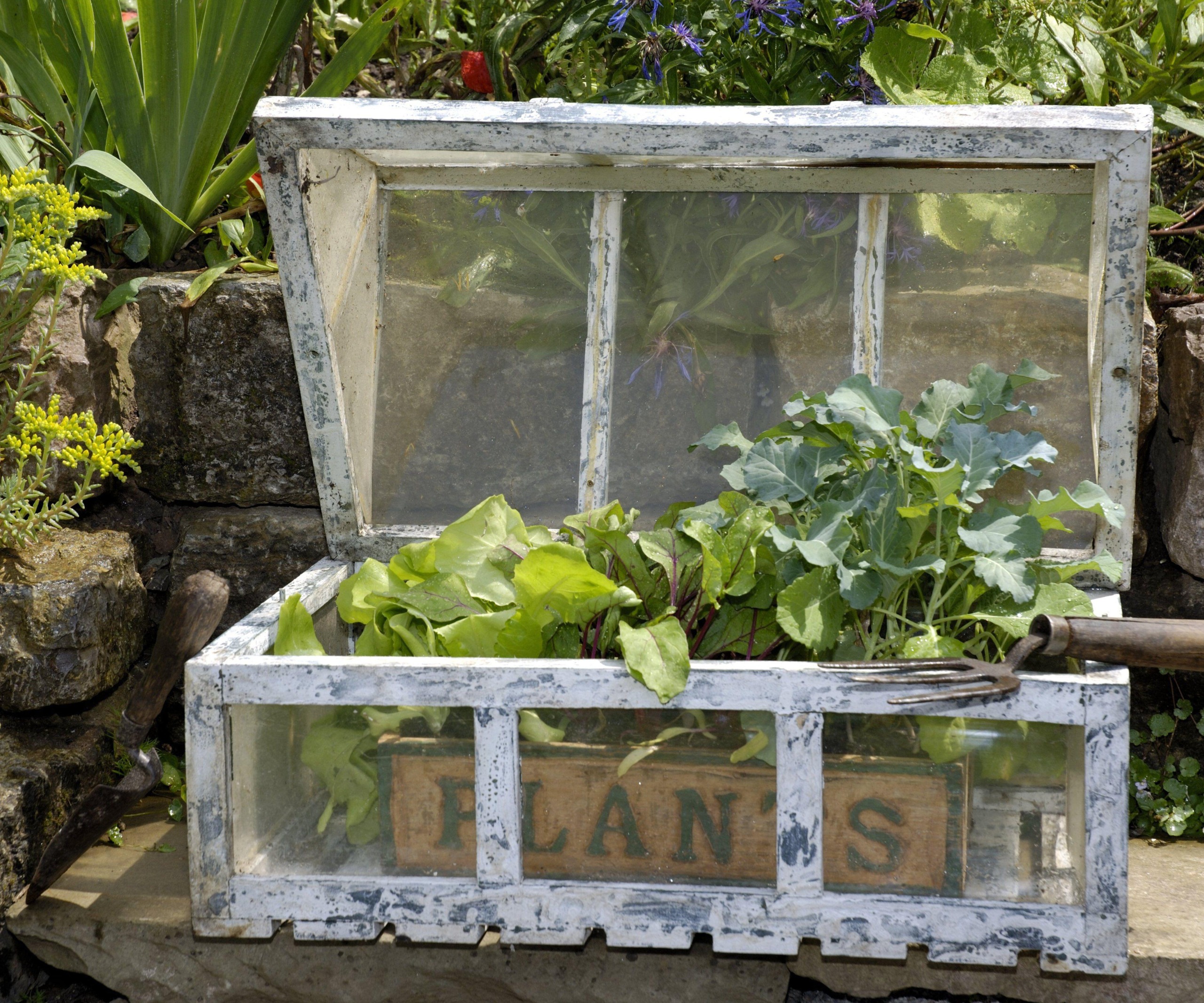 vegetables in a cold frame