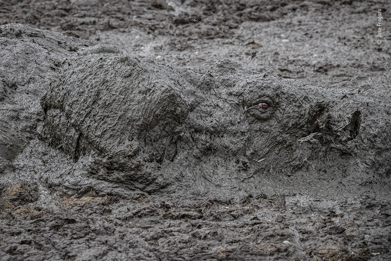 These Are The First Winning Photos From The Wildlife Photographer Of The Year 2020 Techradar