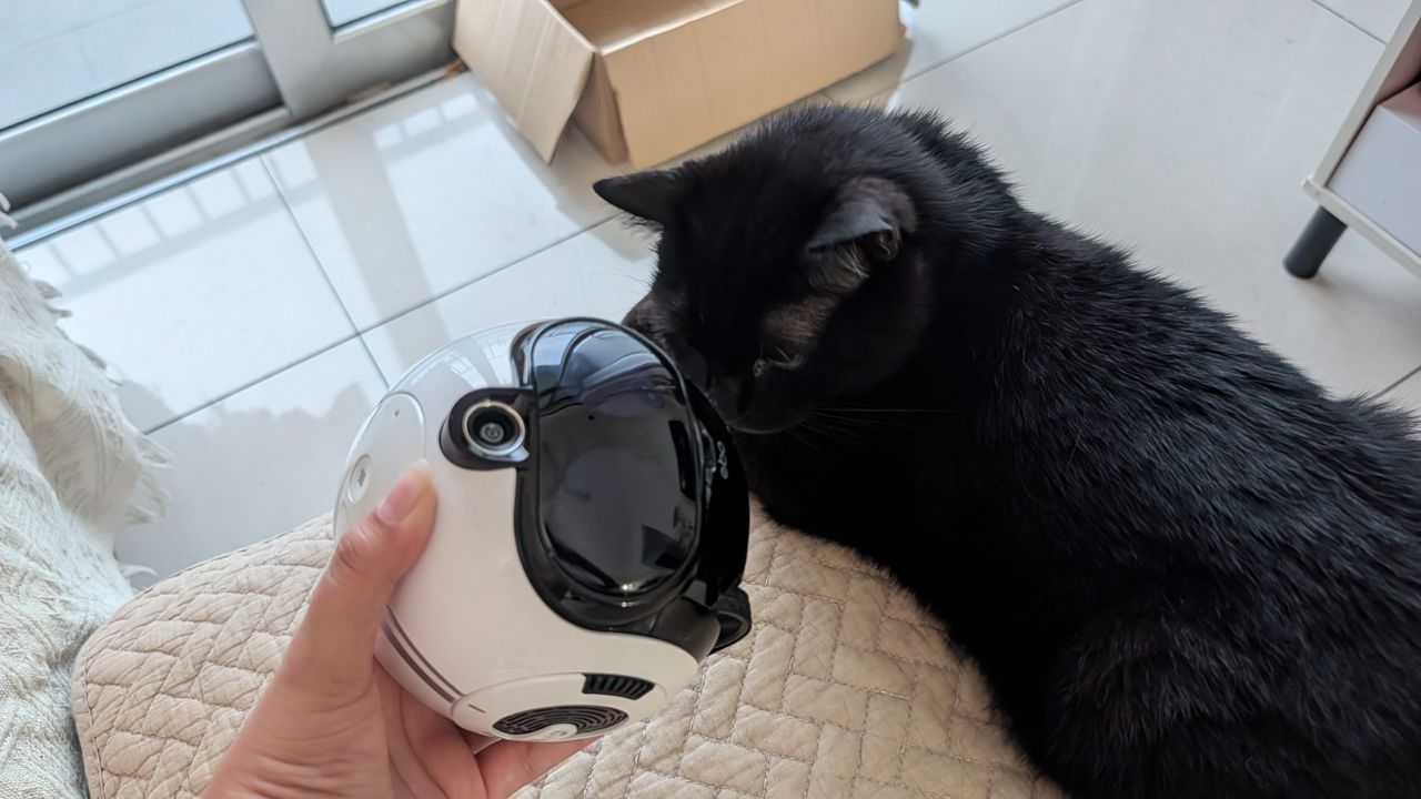 Enabot EBO Max family bot and a black cat in a house