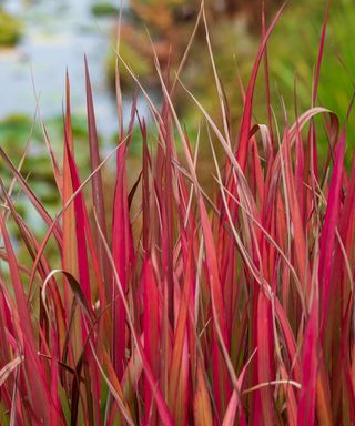 Bold red blades of Japanese blood grass