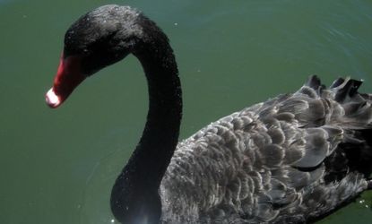 Though black swans aren't as rare as once thought, their symbolism is that of transformative occurrences, like 9/11. 
