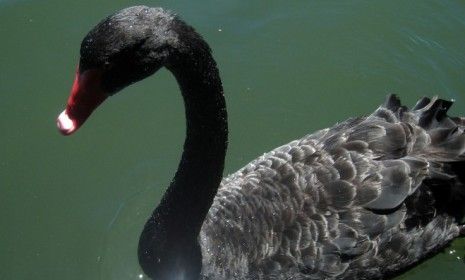 Though black swans aren&amp;#039;t as rare as once thought, their symbolism is that of transformative occurrences, like 9/11. 