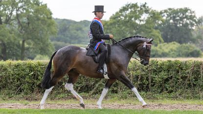 A dark horse with white stockings is ridden by a man wearing top hat, tails and dark breeches and a champions sash.
