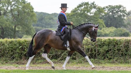 A dark horse with white stockings is ridden by a man wearing top hat, tails and dark breeches and a champions sash.